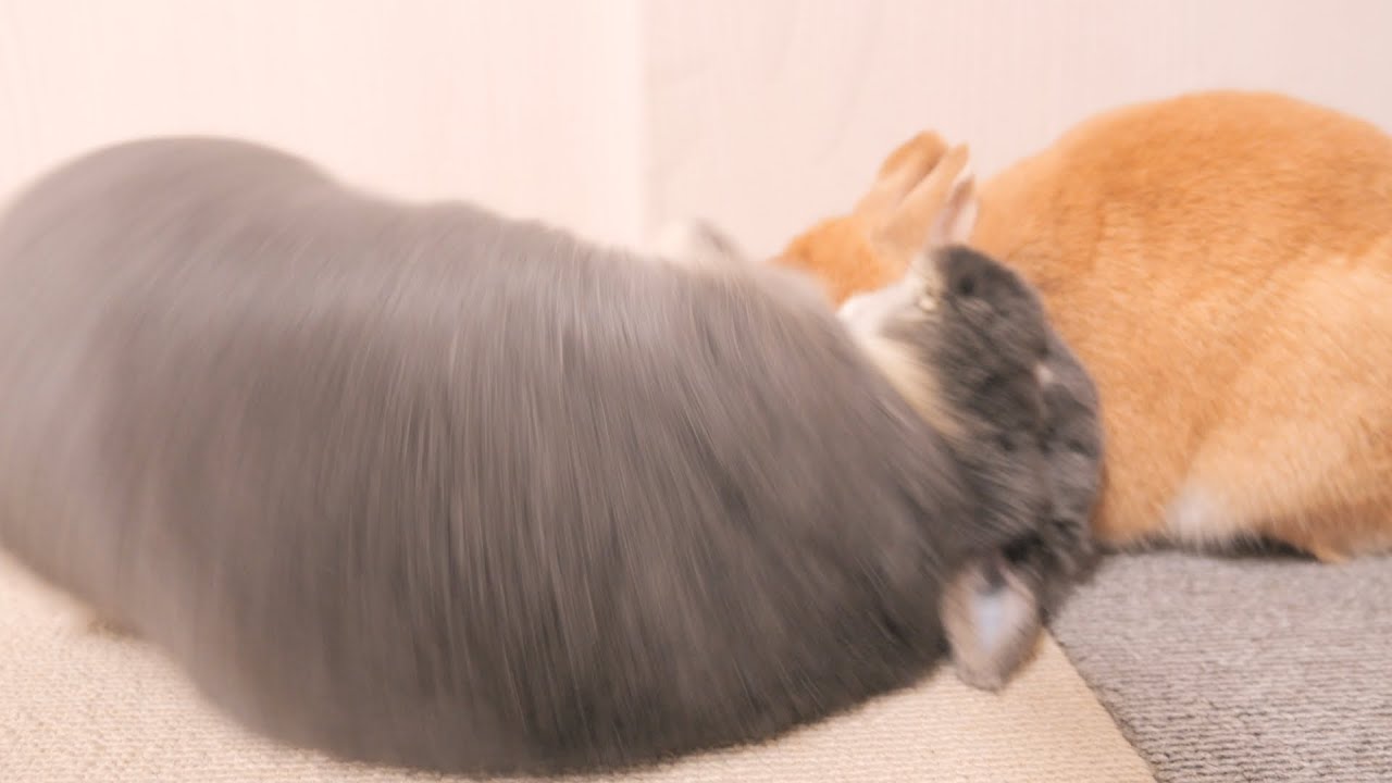 ムギが全然かまってくれなくて不満が爆発したミミが大胆な行動に出ました笑【No.1323】
