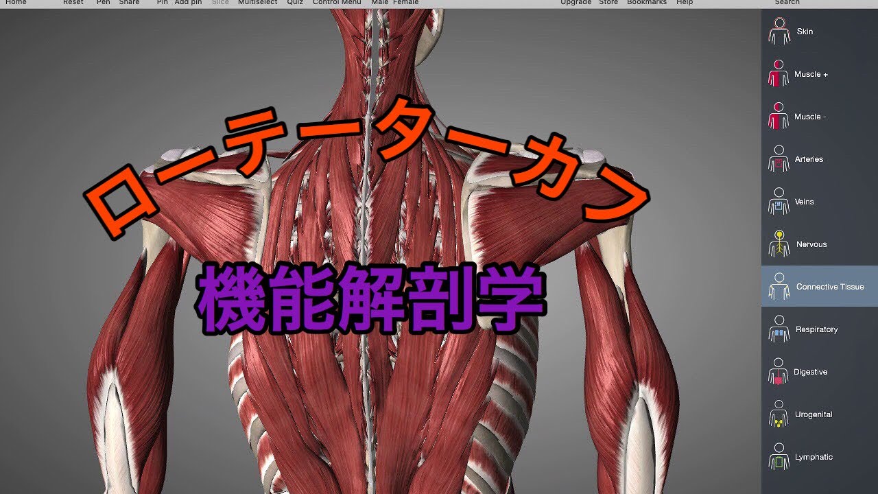 ローテーターカフ（腱板）の機能解剖学