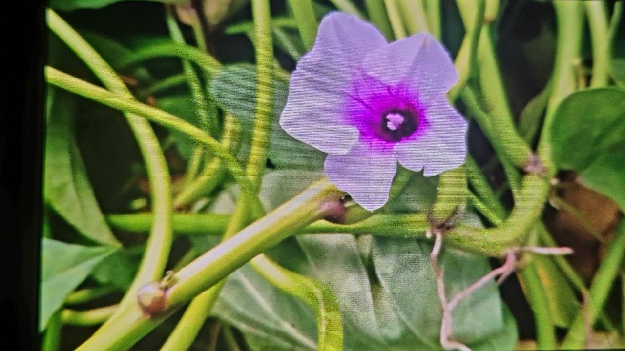 고구마 🍠 줄기 이렀게 해드세요 🍠🍠🍠🤤