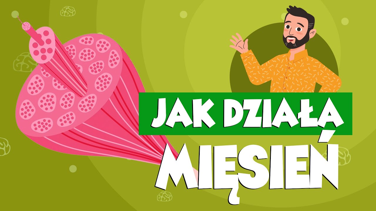 Największy mięsień