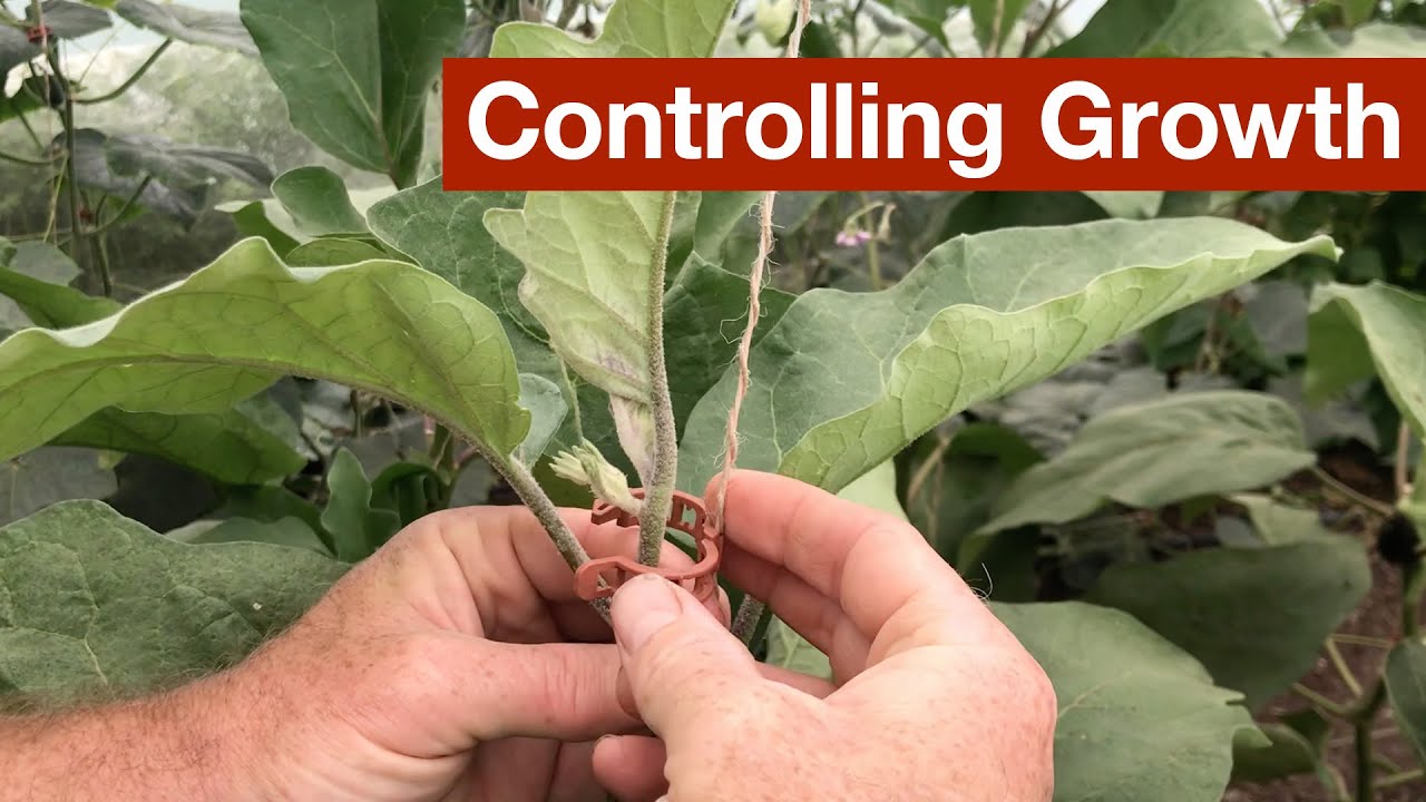 Controlling Growth in the Polytunnel