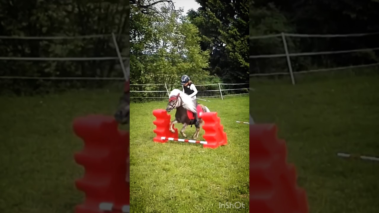 💕💕 #pferd #pony #shetty #sportpferd