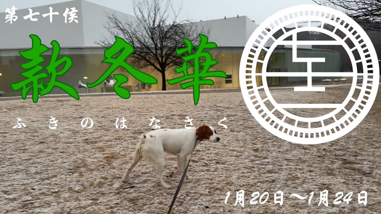 款冬華