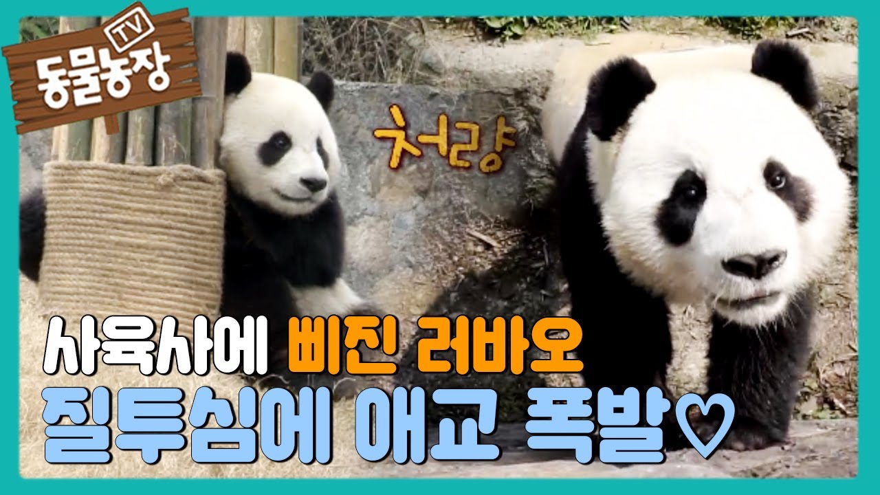 사육사에 삐진 러바오, 질투심에 ‘애교 폭발’ @TV 동물농장 20160424