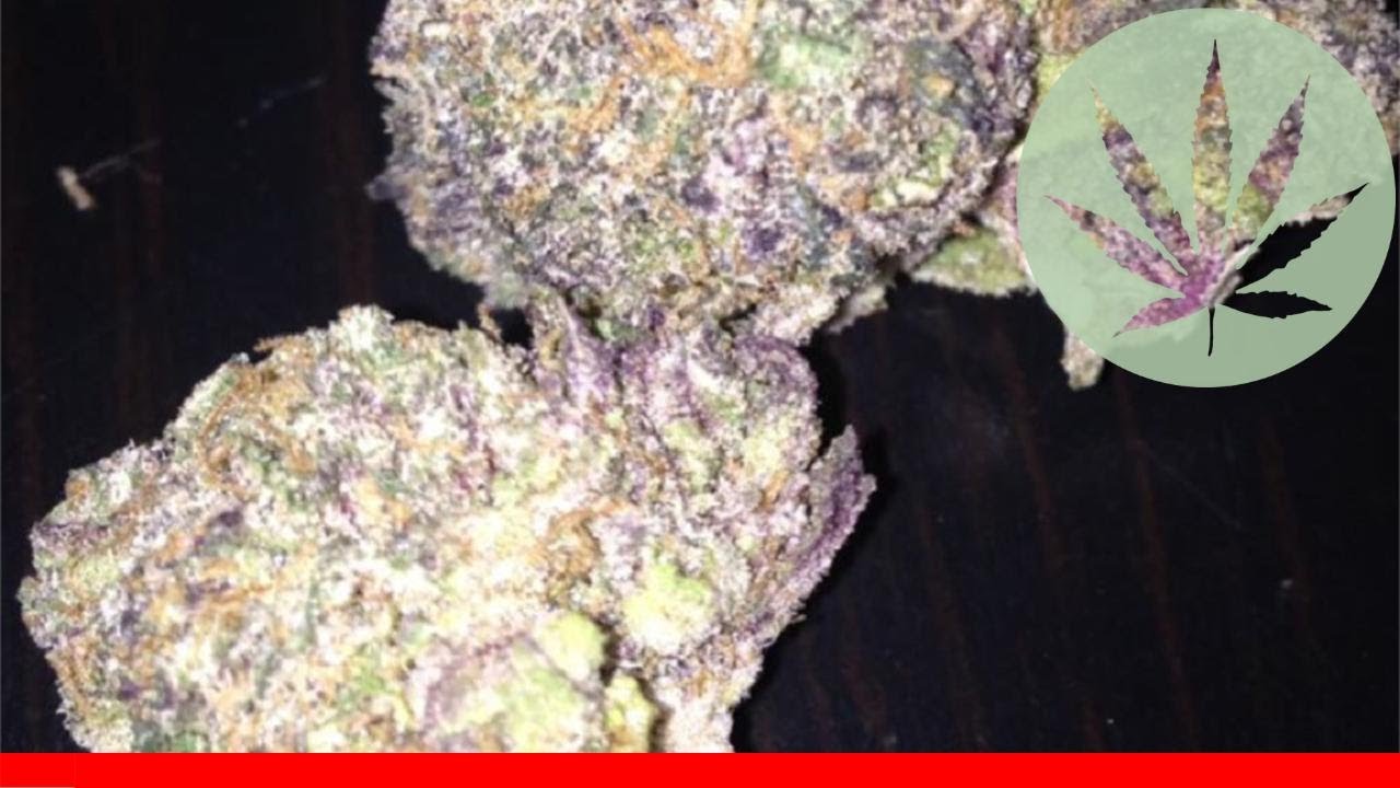 Sherbert - All About This Strain
