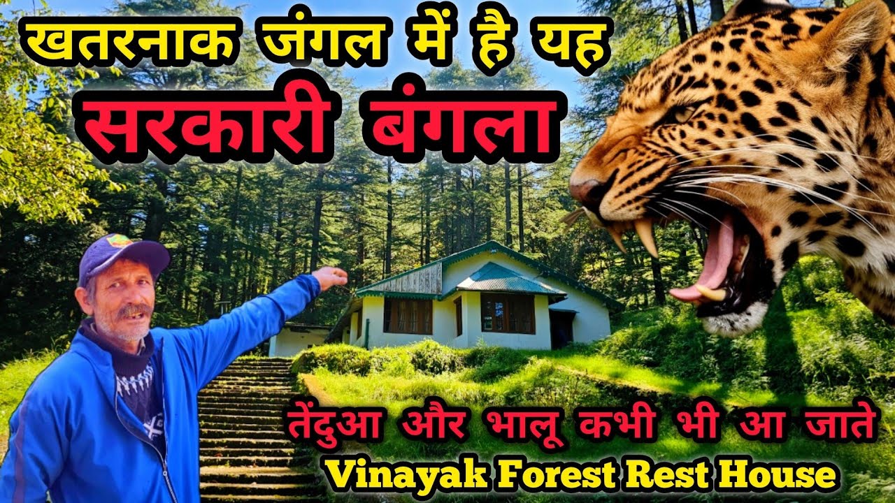 खतरनाक जंगल में है यह सरकारी बंगला | Vinayak Forest Rest House | Kunjkharak,Nainital  #uttrakhand
