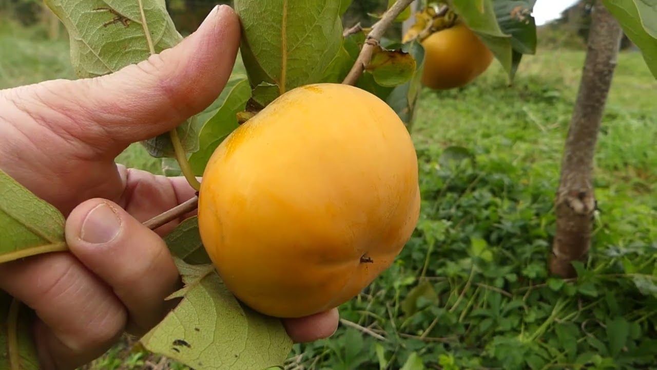 163# La mise à fruits d'un plaqueminier en seulement 3 saisons !