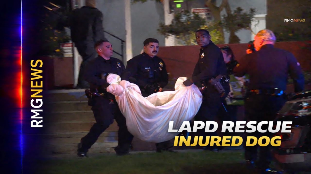 Hollywood: Man and Dog Shot Near Hollywood Blvd; LAPD Rushes Pet to Animal Hospital.