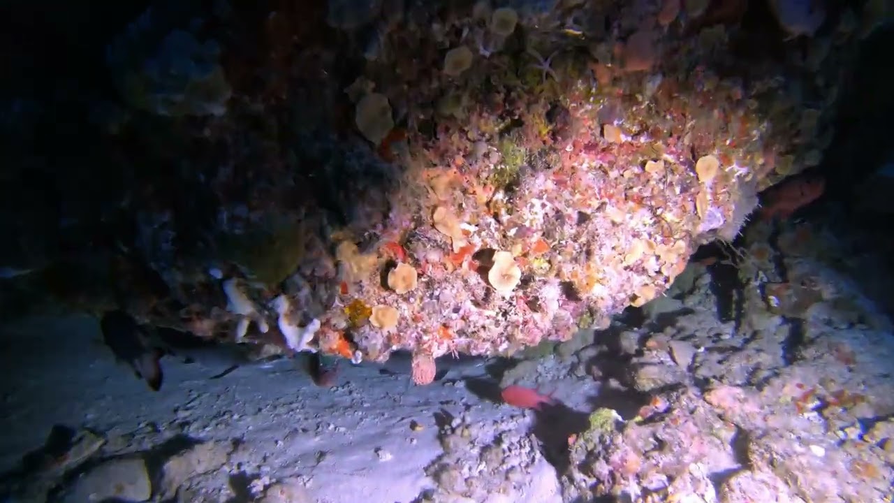 Palau Diving - The Blue Hole
