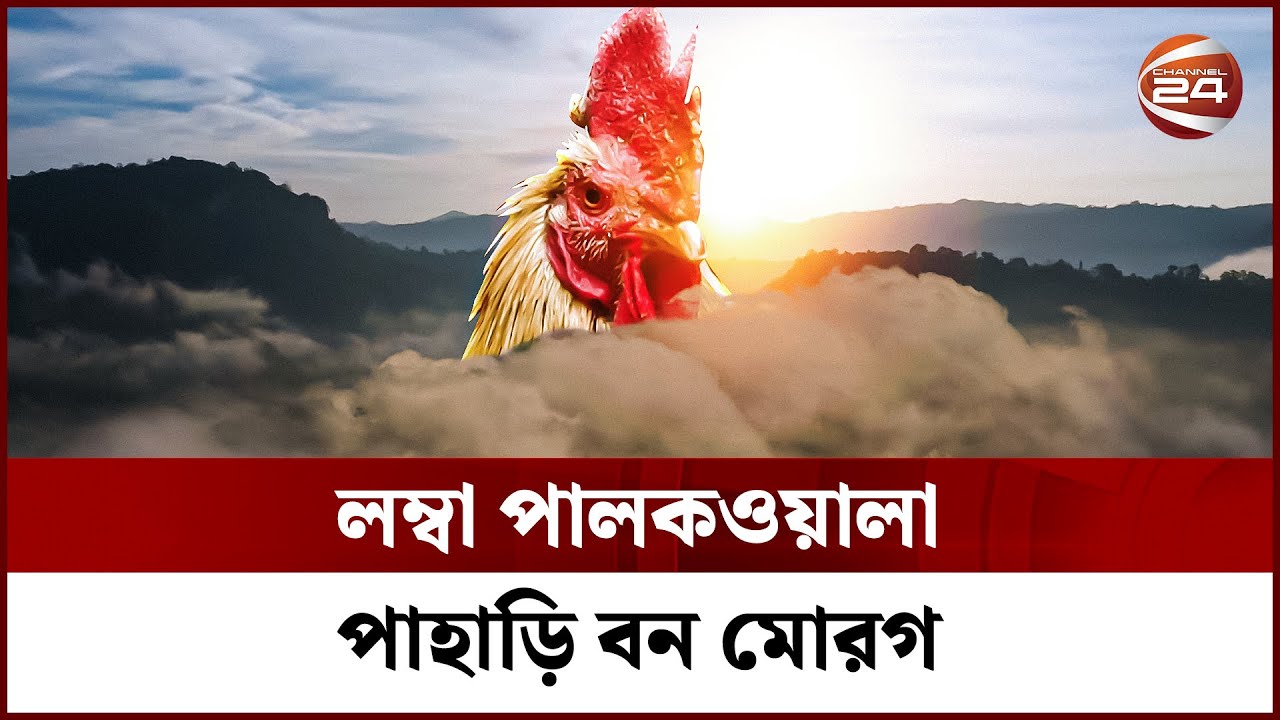 মাংস উৎপাদনে ব্যাপক সম্ভাবনাময় পাহাড়ি মোরগ-মুরগির খামার | Hill Chicken Farm | Channel 24