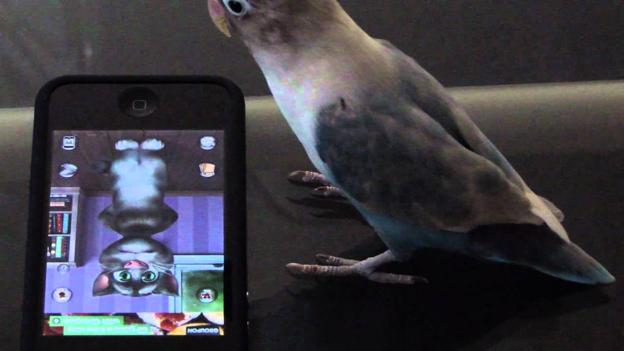 Snoozie the Lovebird and Talking Tom Cat 2