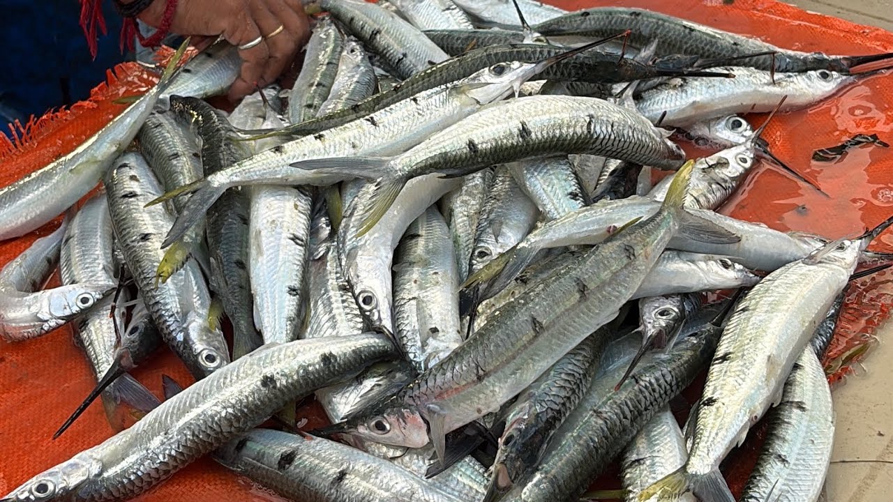 🐡 🐠🎣முத்துக்குடா மீன் விலை நிலவரம்! 💰| இன்னைக்கு மீன் மலிவா?|muthukkuda fish price live|Mar 18,2026