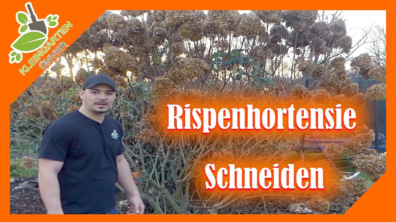 Rispenhortensie Schneiden