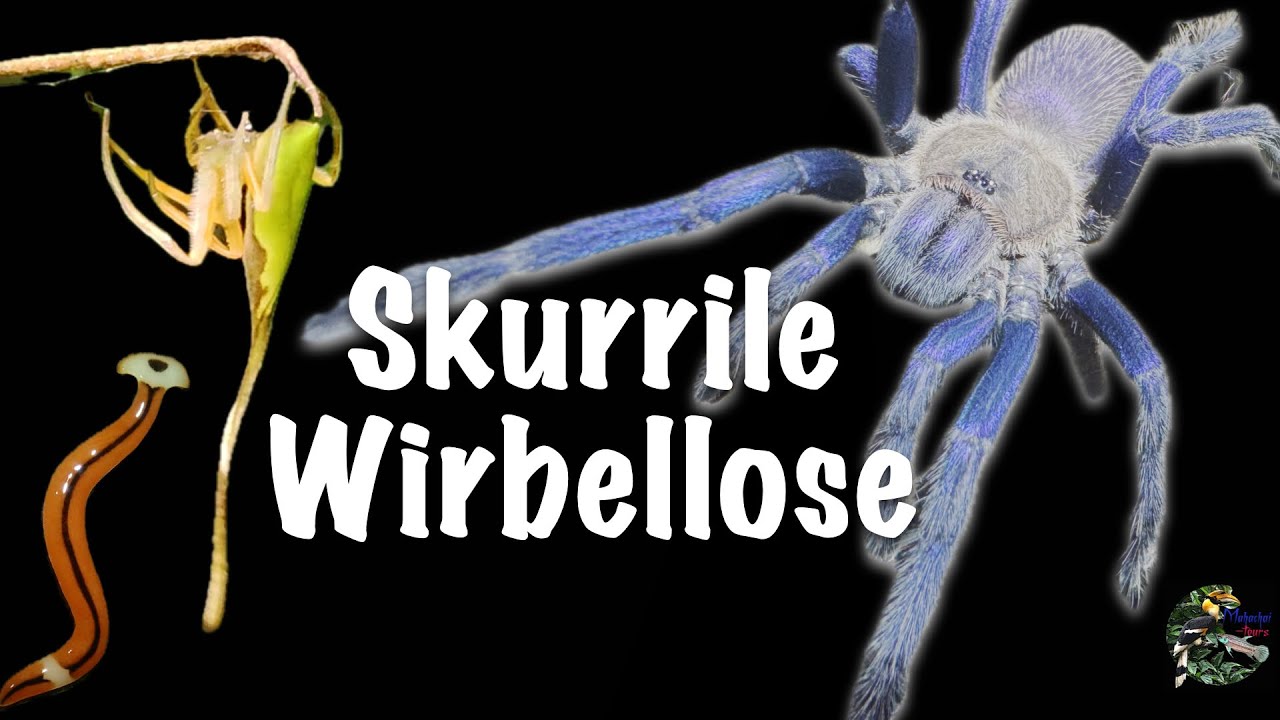 Seltsames und unglaubliches aus der Welt der Wirbellosen