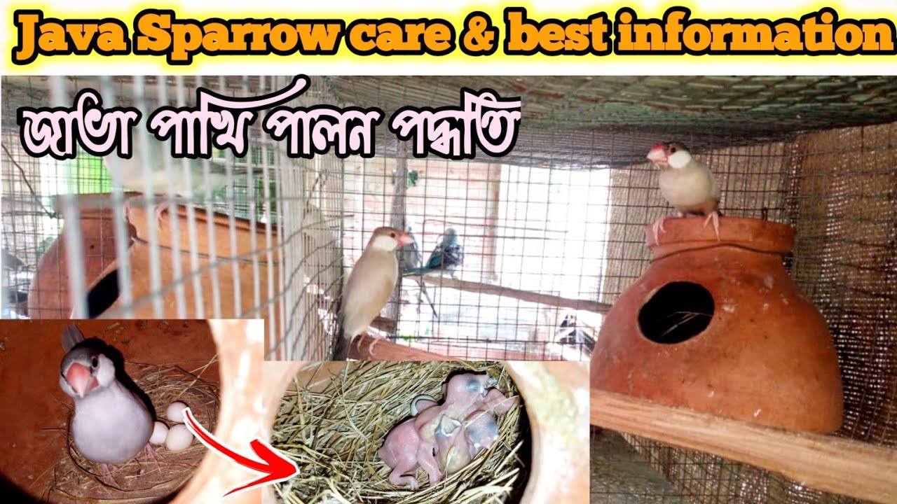 জাভা পাখি পালন পদ্ধতি😀Java Sparrow care &best information @parrotbubai