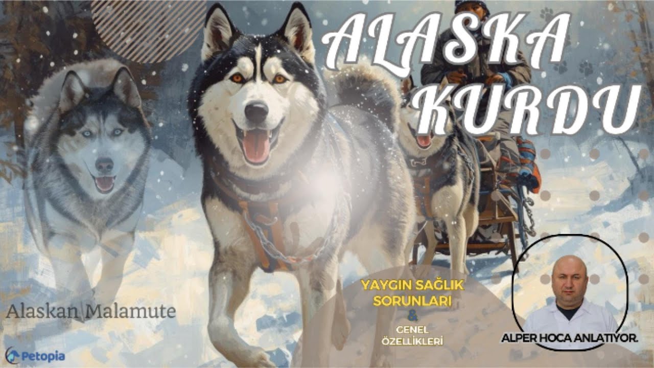 Alaska Kurdu Yaygın Sağlık Sorunları