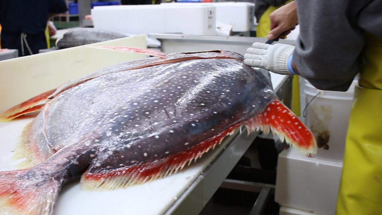 Fish Filleting- Opah