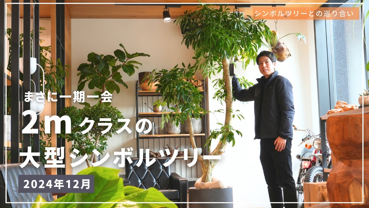 【ド迫力な観葉植物】作り込まれた樹形！本気で仕入れた大型シンボルツリー5選！！
