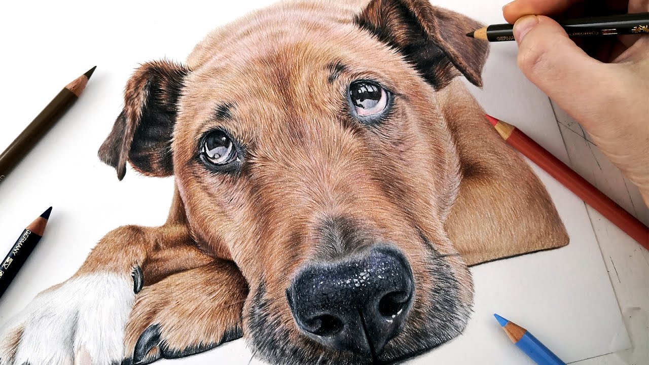 How to draw a realistic DOG EAR in Colored Pencil | REAL TIME