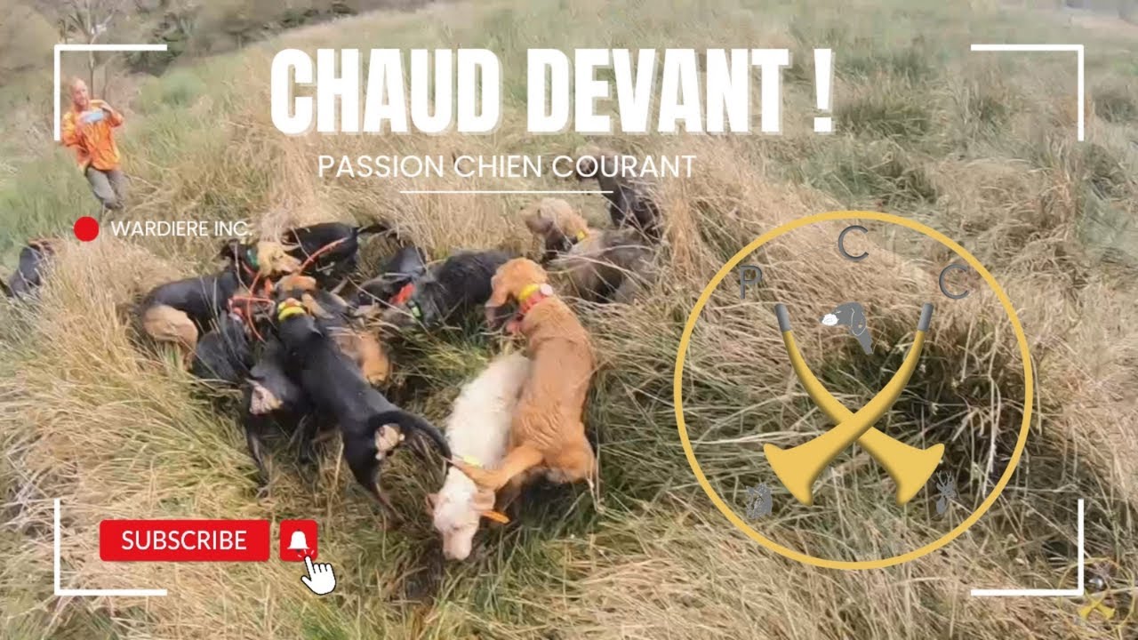 chasse aux sangliers : 