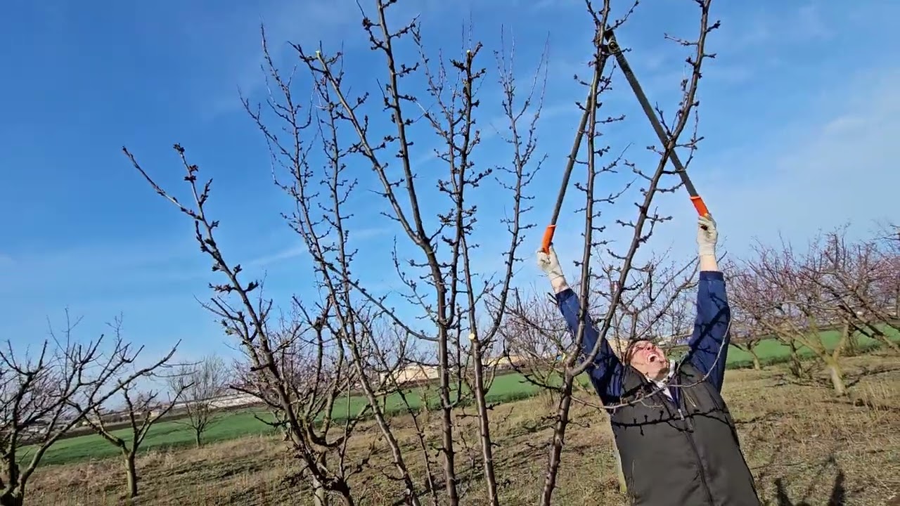 Rezidba kajsije na rod #pruning #agriculture #nature #fruitcutting #fruit #fruits #garden #agro