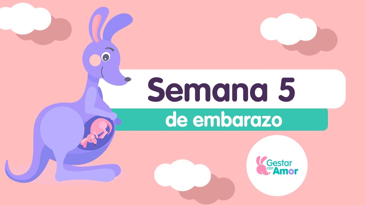Semana 5 de embarazo: ¡Nace la tercera capa del embrión!