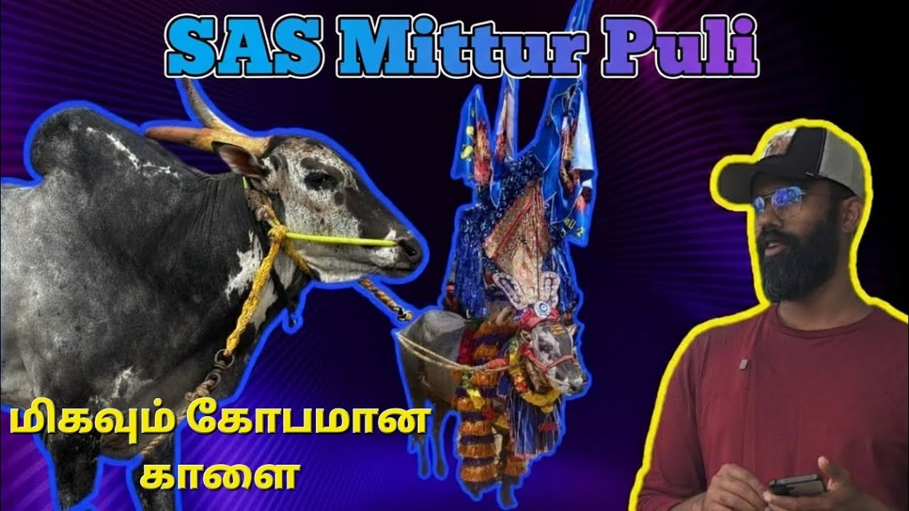 மிகவும் கோபமான காளை SAS Mittur Puli 