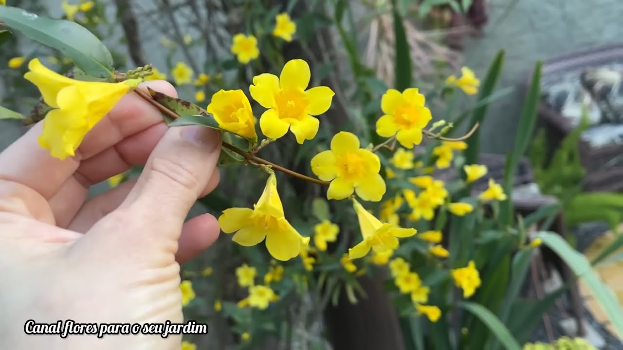 💛 Этот желтый цветок вас удивит!