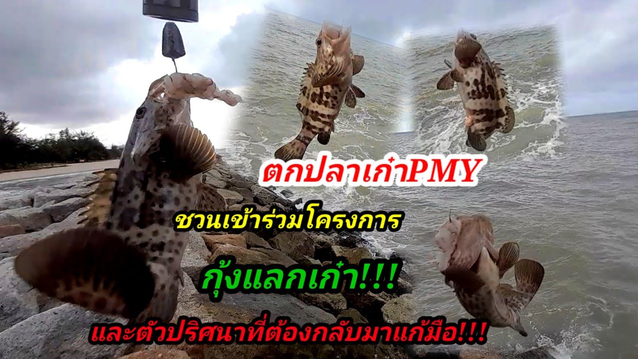 ตกปลาเก๋าชายฝั่ง 
