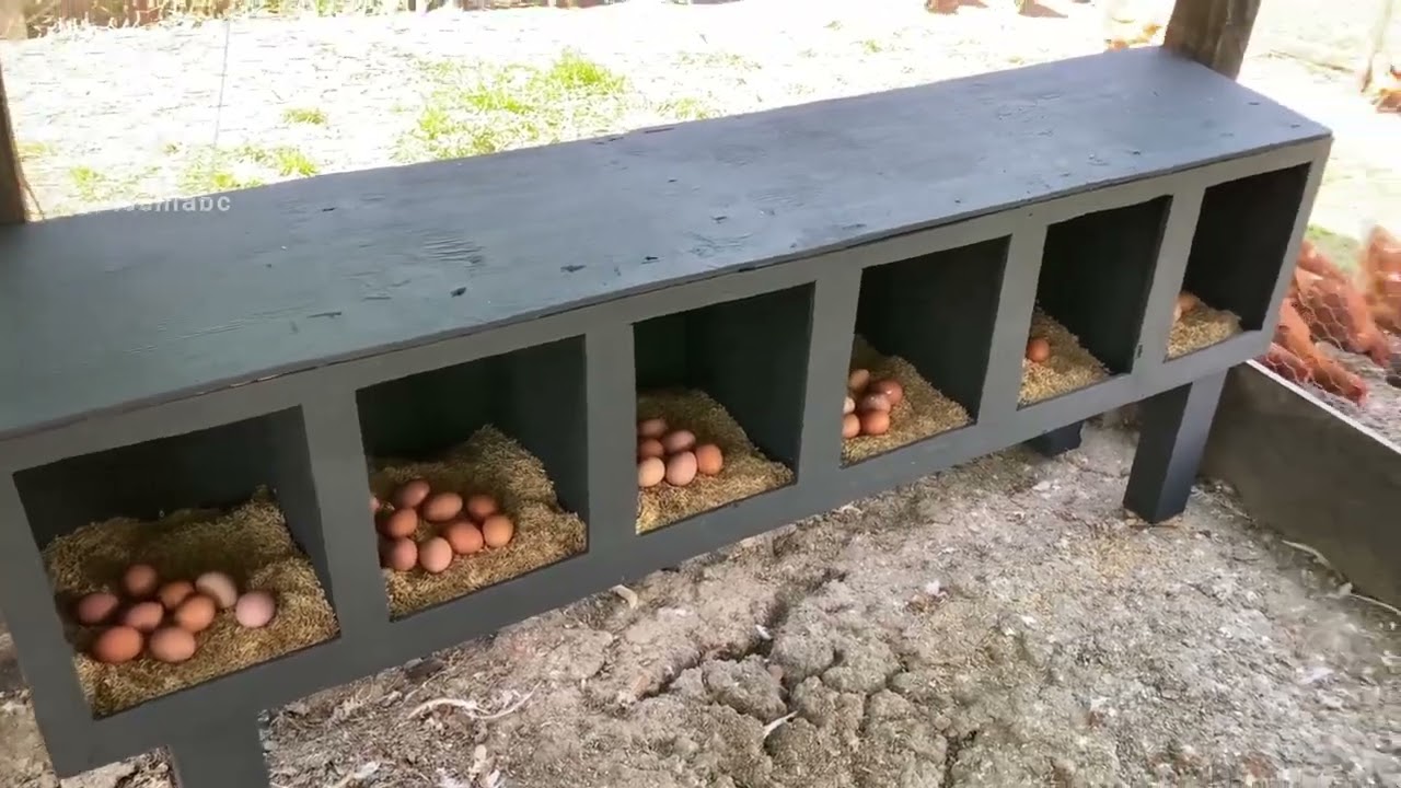 Fabricación de ponedero automático de madera para gallinas ponedoras.   🐔#aves #avicultor