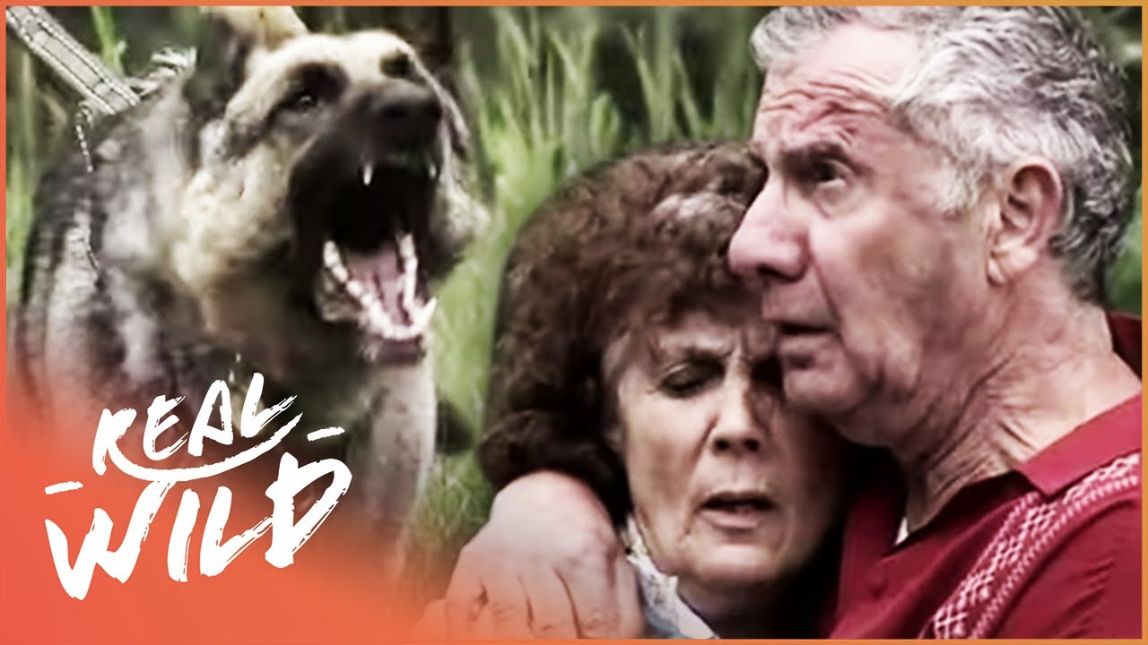 Police Dog Tracks Down Thieves Who Rob An Elderly Couple | Pet Heroes EP13