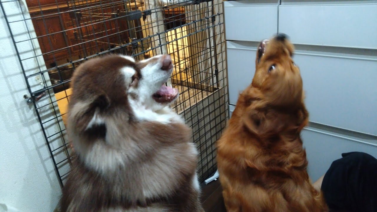 【大型犬のシャンプー後】小競り合いを始めるゴールデンとマラミュート