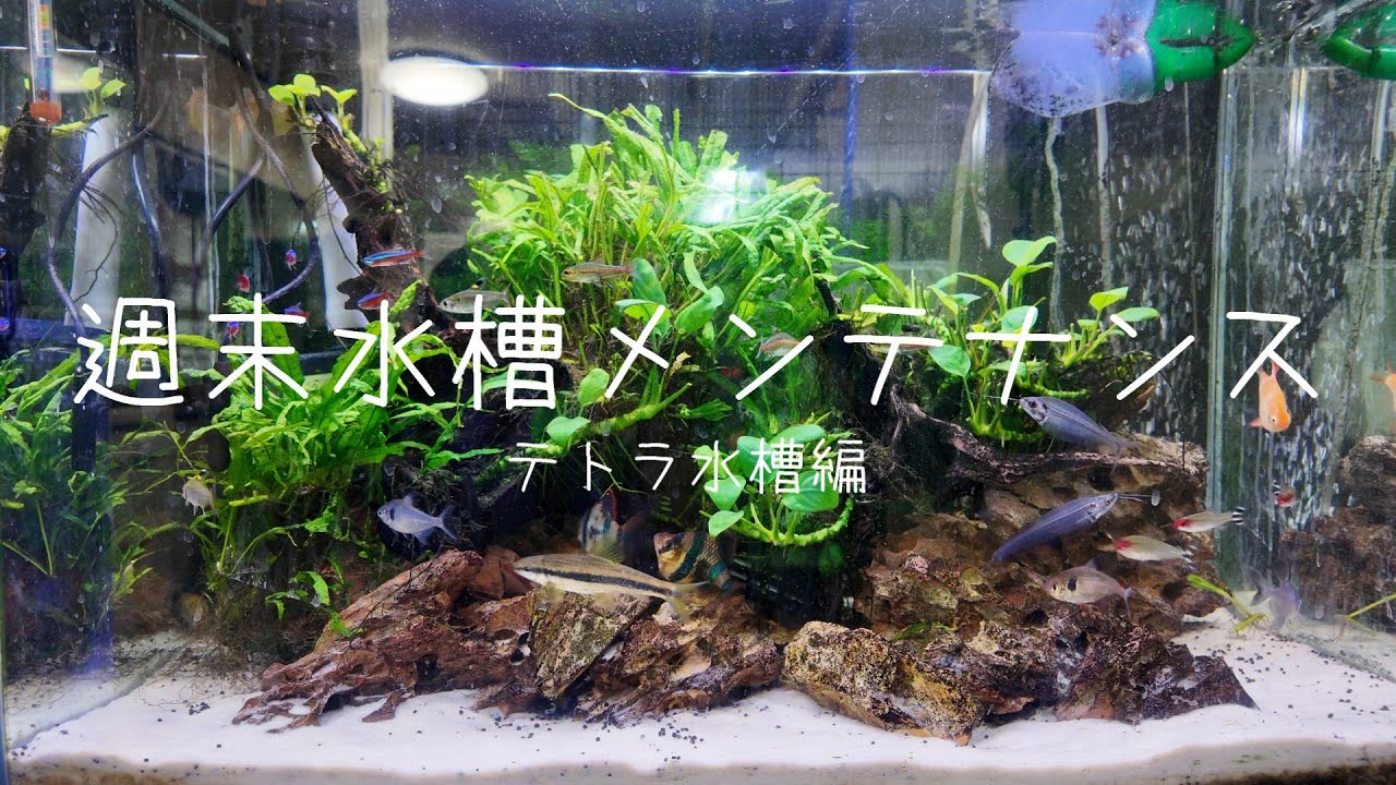 60cmテトラ水槽メンテナンス🐟 いつもよりお掃除頑張ります！！【水槽メンテナンスシリーズ #7】