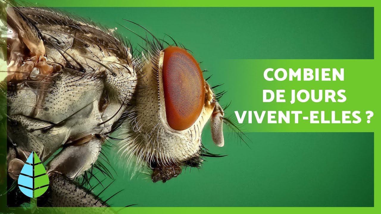 Combien de temps VIT une MOUCHE ? 🦟 (Cycle et esp&eacute;rance de vie des mouches)