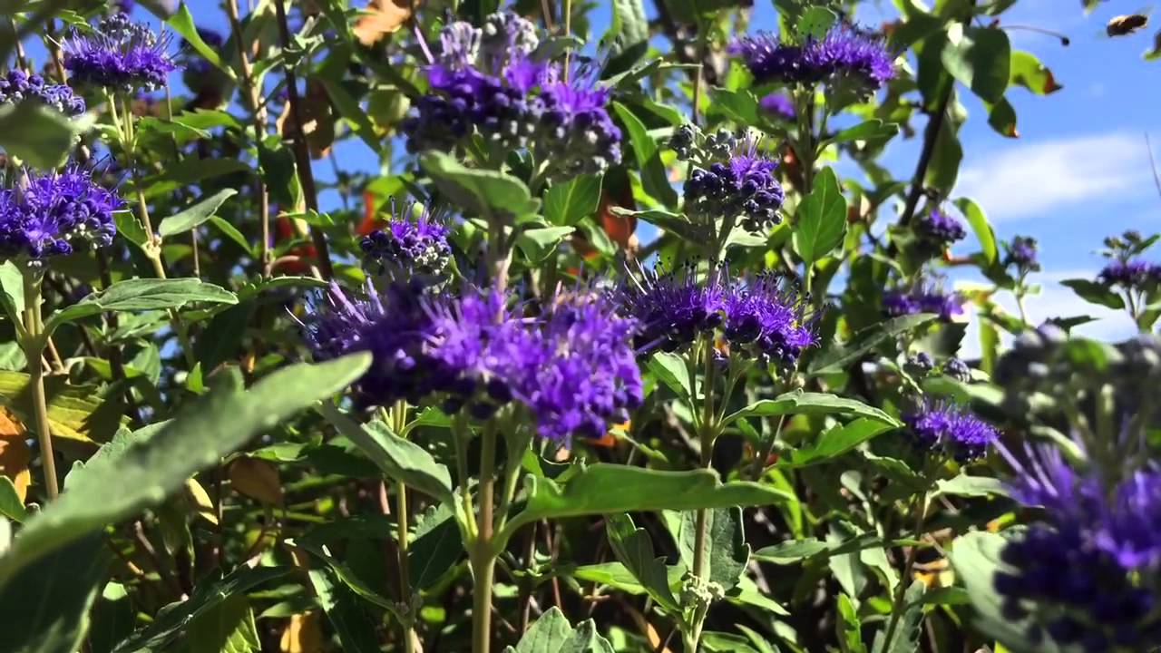 Stadtbienen-Magnet Bartblume (Caryopteris clandonensis)