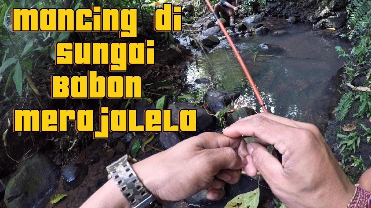 Rahasia!! Umpan Andalan untuk mancing wader di sungai bro #fishing #reel #microfishing