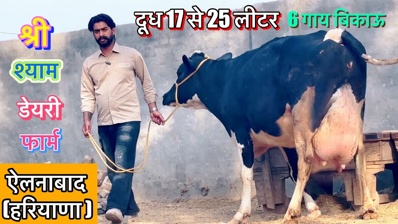 दूध 17 से 25 लीटर 6 गाय बिकाऊ(Shree shyam Dairy Farm )