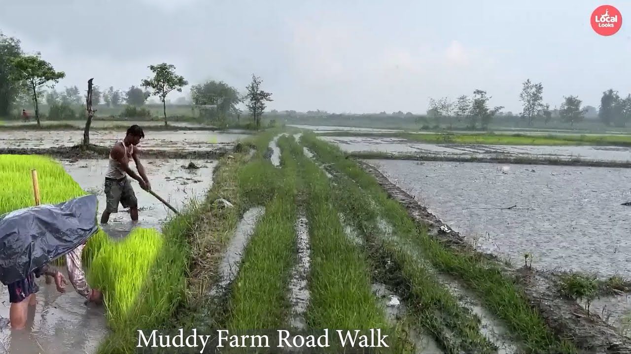NepalI Farm-Housing Area AND Farm Work in the Heavy Rain