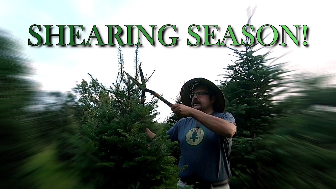 How to Shear a Christmas Tree! [with a Special Guest]
