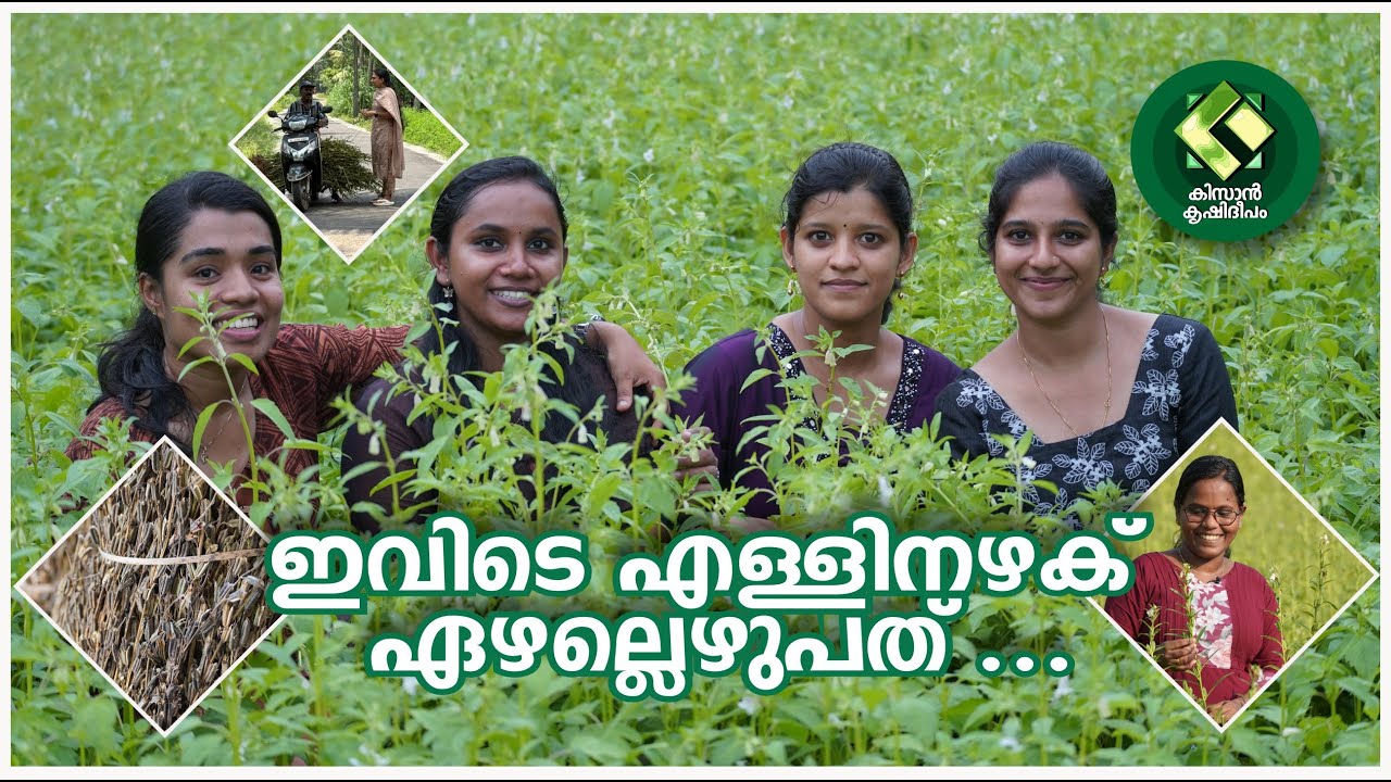 Kissan Krishideepam Episode-1108 The beauty of sesame is eight fold in Onattukara
