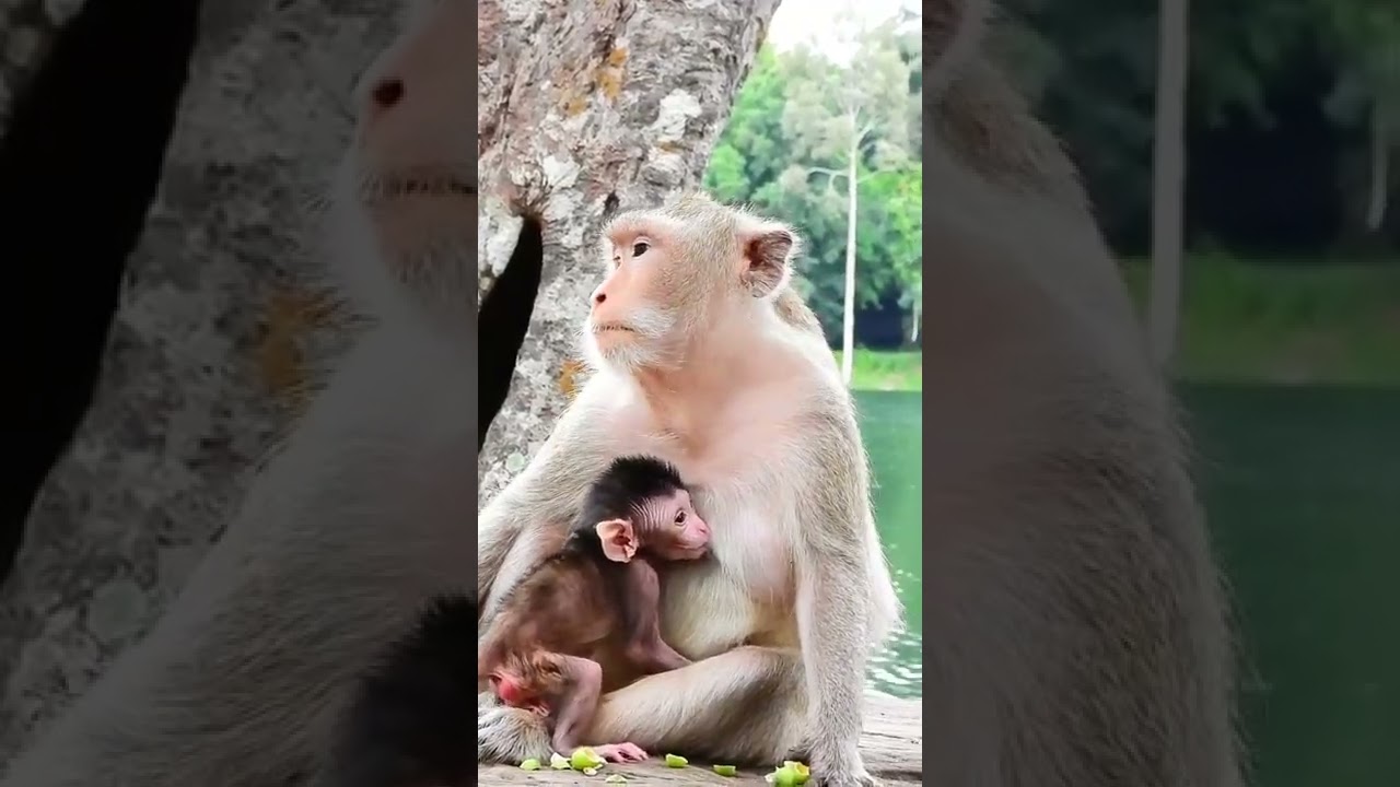 Cute Baby Monkey Cinn #Shorts   177