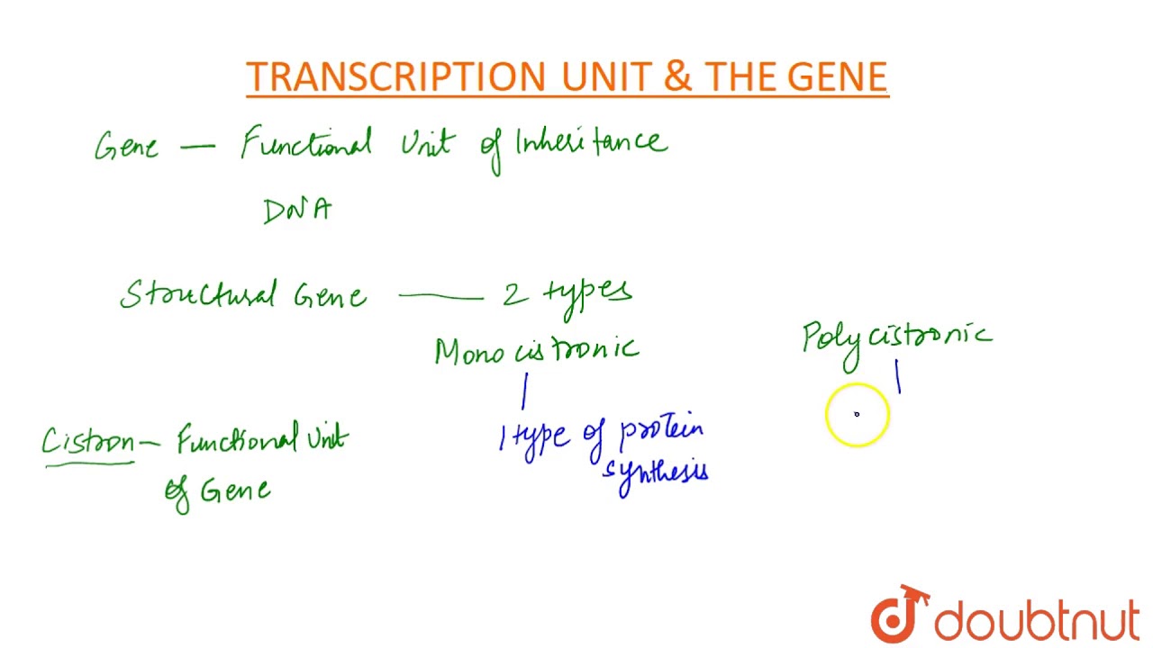 TRANSCRIPTION UNIT AND THE GENE