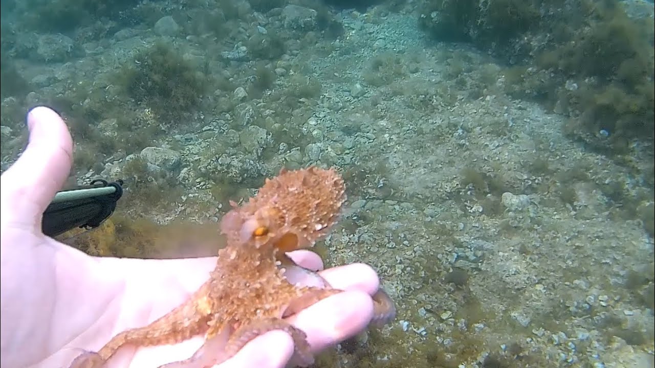 Nilox Dual S 4K underwater. Video realizzati a mare, sott' acqua, con la action cam subacquea.