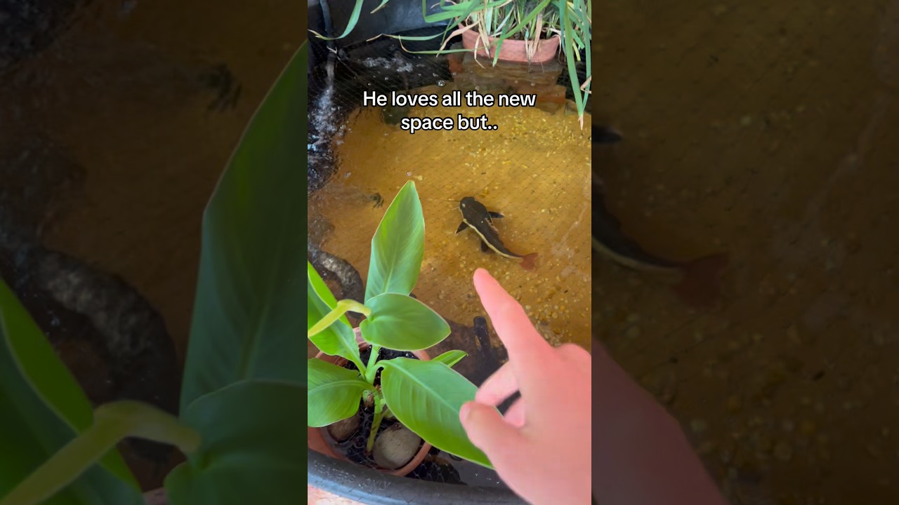 I Found a Baby River Monster..