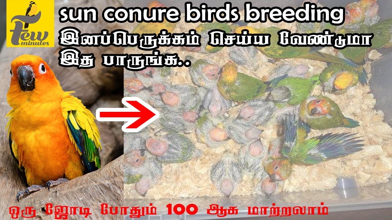 sun conure birds breeding tips in tamil