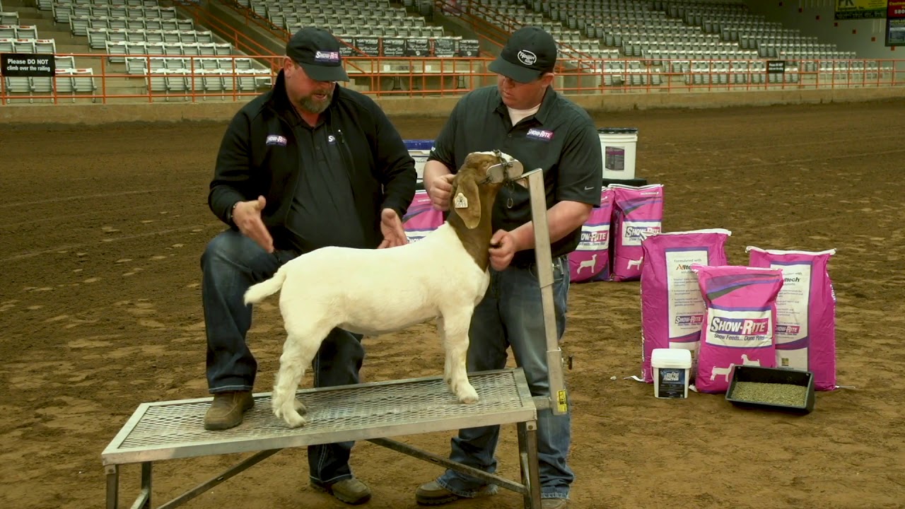 Show Goat Showmanship