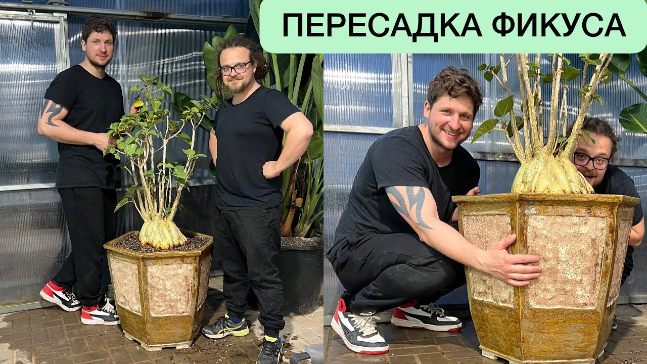 ПЕРЕСАДКА ГИГАНТСКОГО ФИКУСА ПАЛМЕРА В БОЛЬШОЙ КЕРАМИЧЕСКИЙ ГОРШОК ОТ ИВАНА ATTRACTIVE POT