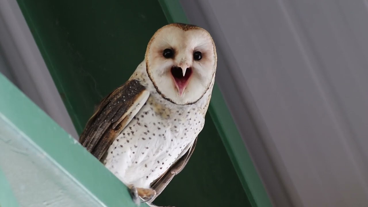 Lechuza, Barn Owl (American) (Tyto alba tuidara)