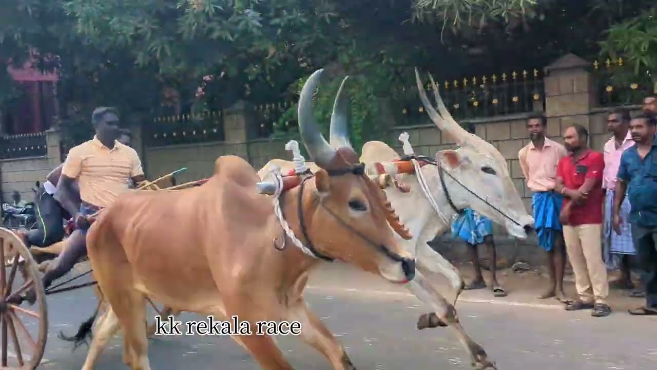 அனல் பறக்க சீரிபாய்ந்த நம்ம ரேக்ளா ஆட்டம் சீறும் சிறப்பாக நடைபெற்றது💥😎