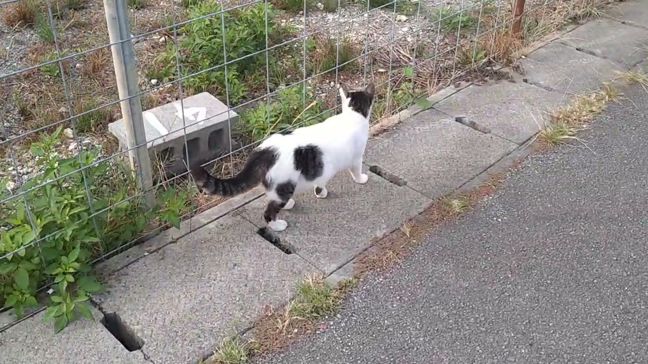 三つ巴 #猫動画